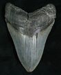 Inch Megalodon Tooth #5194-1